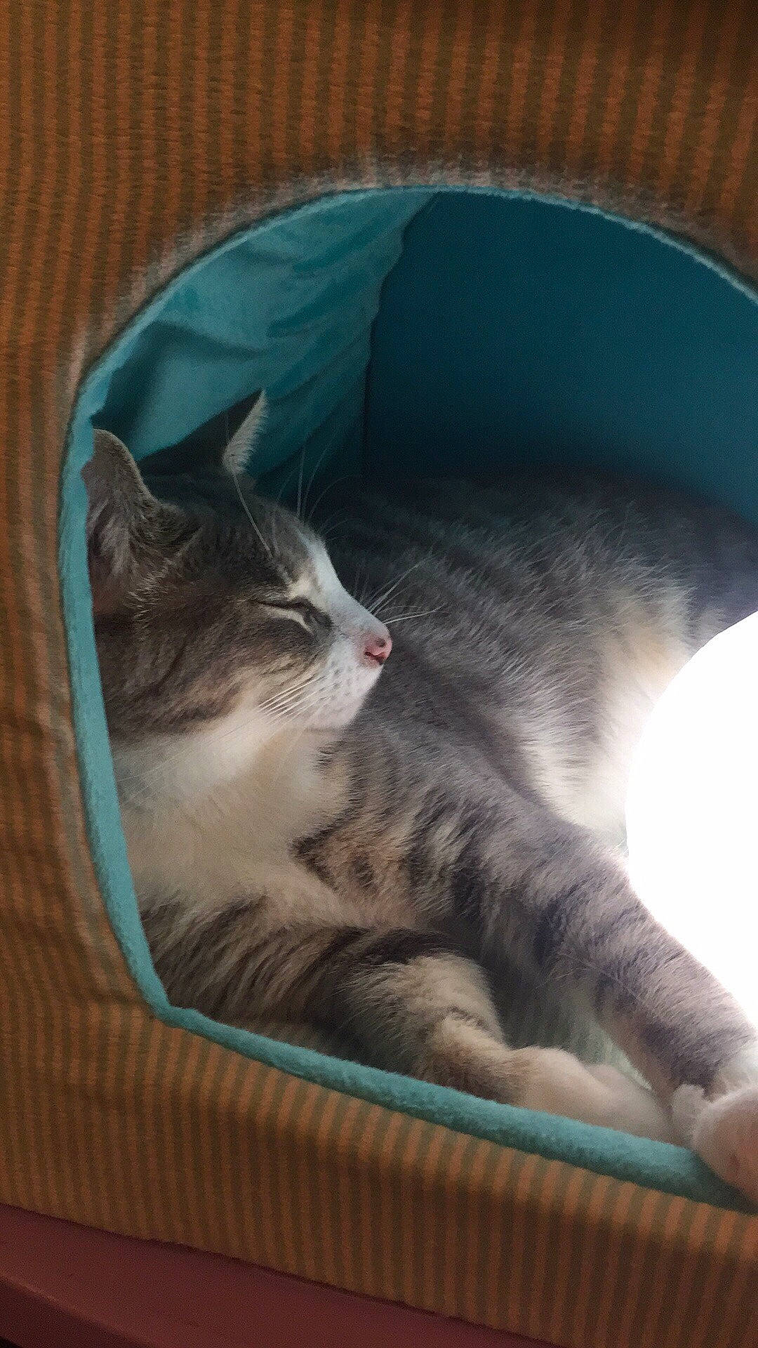 Lavender is registered to the contest to win money with this photo: