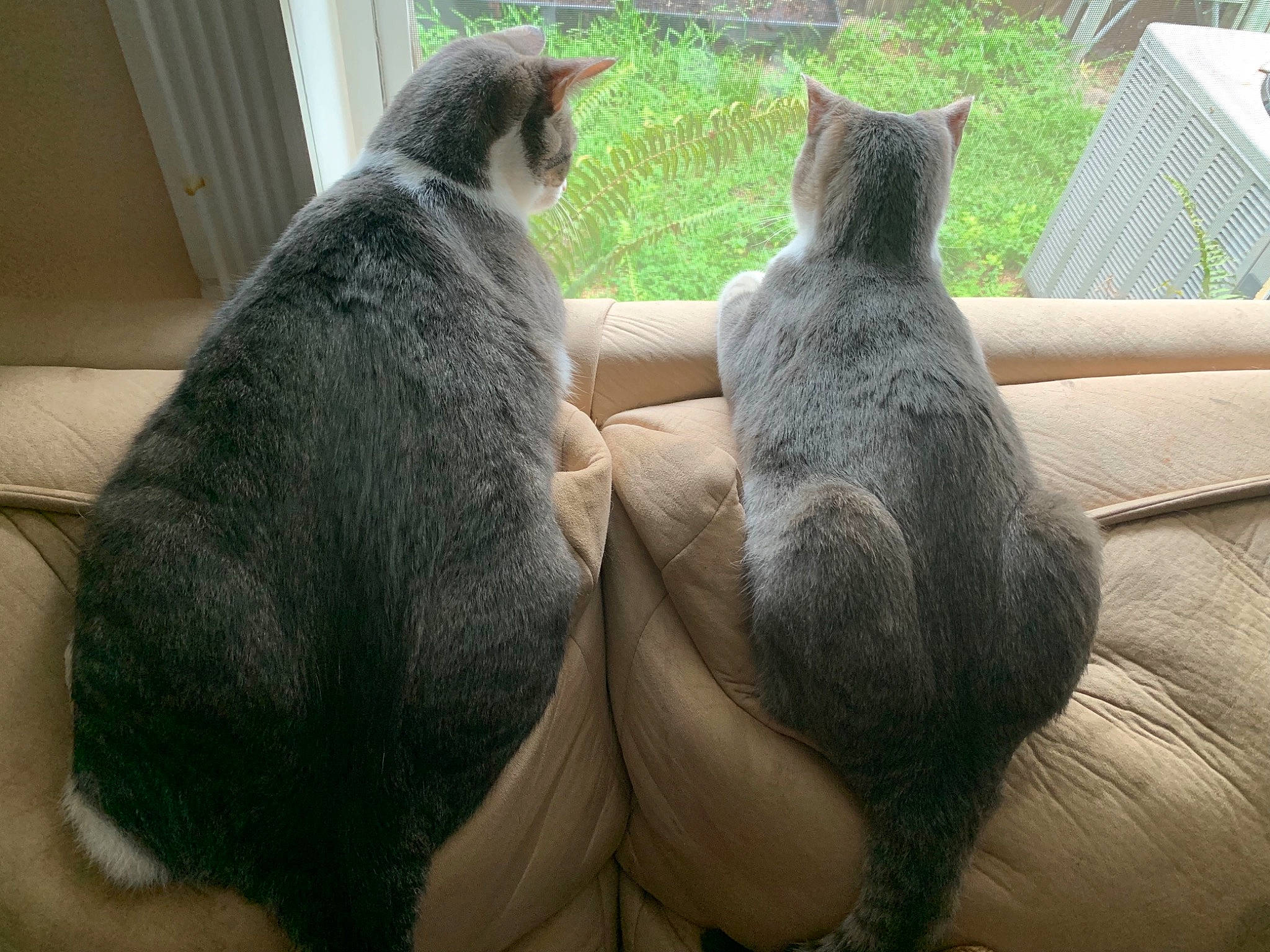 Lavender joined the competition — help win amazing prizes!