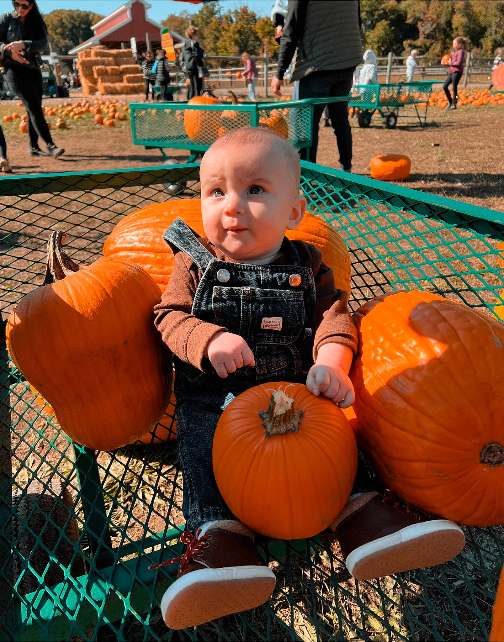 Vincenzo is registered to the contest to win money with this photo: calabaza, clothing, cucurbita, facial_expression, fruit, gourd, grass, green, happy, headwear, leaf, leisure, natural_foods, orange, people_in_nature, person, plant, pumpkin, squash, toddler