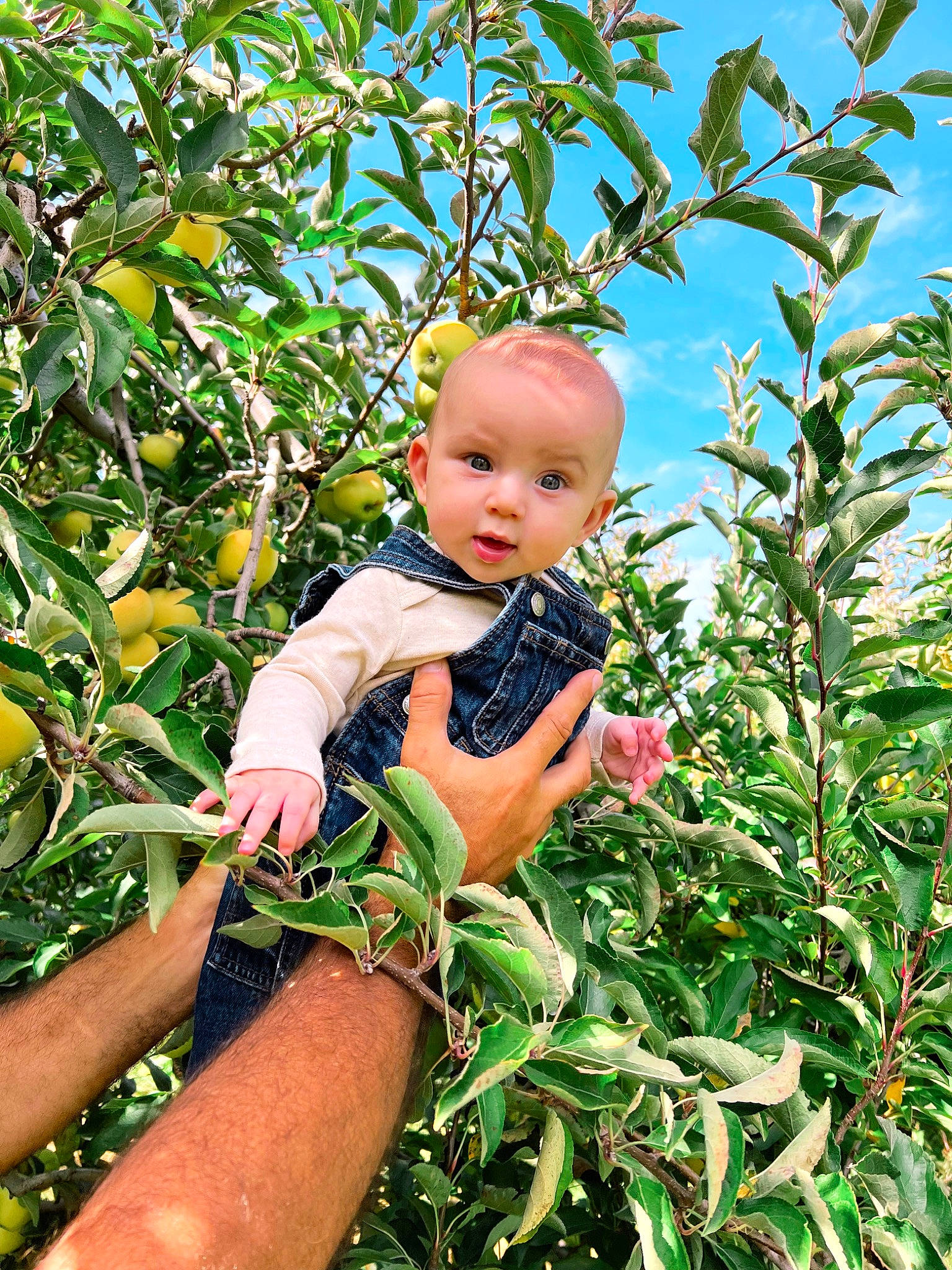 Vincenzo is registered to the contest to win money with this photo: apple, baby, baby_toddler_clothing, doll, flowering_plant, foot, fruit, grass, hand, happy, natural_foods, people_in_nature, person, plant, rose_family, rose_order, shrub, sky, toddler, tree