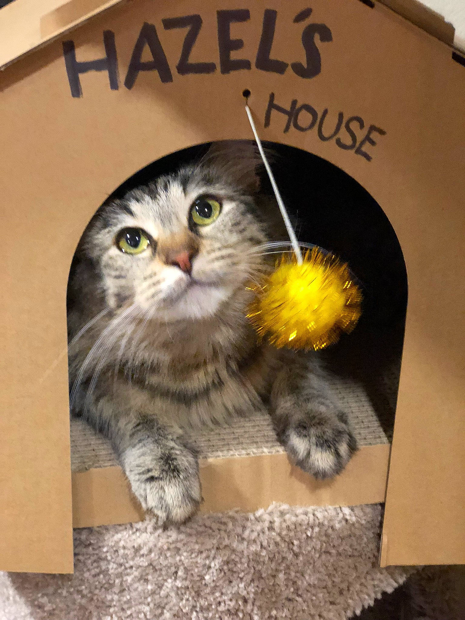 Hazelnut is registered to the contest to win money with this photo: carnivore, cat, european_shorthair, felidae, kitten, norwegian_forest_cat, persian, photo_caption, photography, siberian, small_to_medium_sized_cats, whiskers