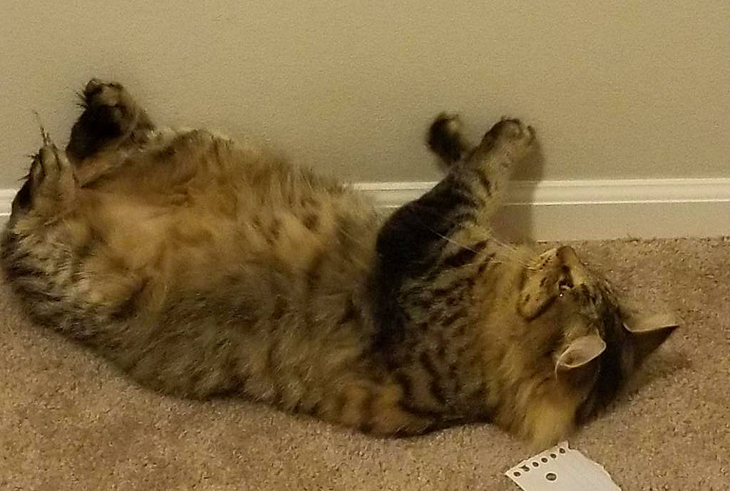 Hazelnut joined the competition — help win amazing prizes! carnivore, cat, domestic_long_haired_cat, domestic_short_haired_cat, dragon_li, egyptian_mau, european_shorthair, felidae, fur, kitten, kurilian_bobtail, maine_coon, mammal, munchkin, norwegian_forest_cat, pixie_bob, small_to_medium_sized_cats, tabby_cat, whiskers, wild_cat