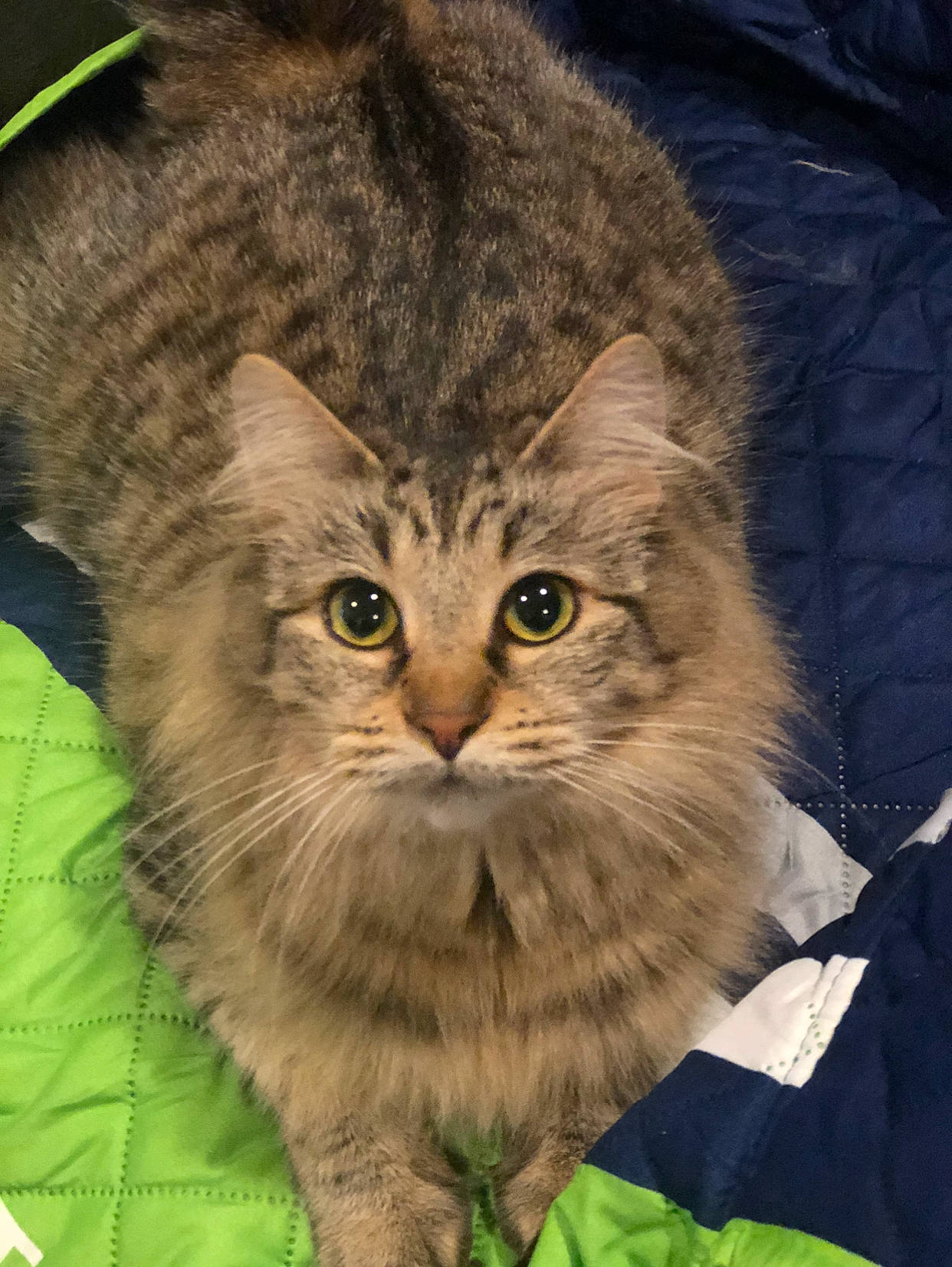 Hazelnut joined the competition — help win amazing prizes! asian_semi_longhair, british_longhair, british_semi_longhair, carnivore, cat, domestic_long_haired_cat, european_shorthair, felidae, fur, maine_coon, mammal, norwegian_forest_cat, persian, pixie_bob, siberian, small_to_medium_sized_cats, tabby_cat, vertebrate, whiskers, wild_cat