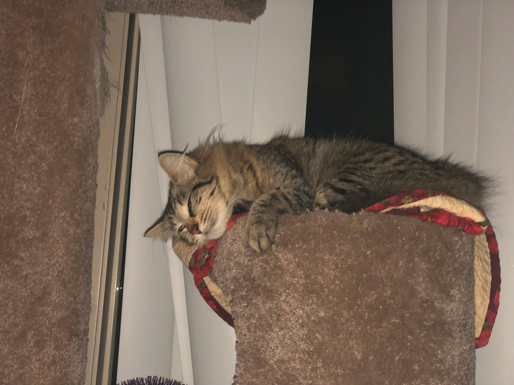 Hazelnut joined the competition — help win amazing prizes! asian, carnivore, cat, domestic_short_haired_cat, dragon_li, european_shorthair, felidae, kitten, ocicat, pixie_bob, small_to_medium_sized_cats, tabby_cat, whiskers