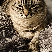 Katana joined the competition — help win amazing prizes! animal, cat, close_up, comfort, couch, cozy, domestic_animal, ears, feline, fluffy_blanket, fur, indoor, mammal, pet, relaxed, resting, sleepy, soft_texture, tabby_cat, whiskers