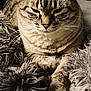 animal, cat, close_up, comfort, couch, cozy, domestic_animal, ears, feline, fluffy_blanket, fur, indoor, mammal, pet, relaxed, resting, sleepy, soft_texture, tabby_cat, whiskers