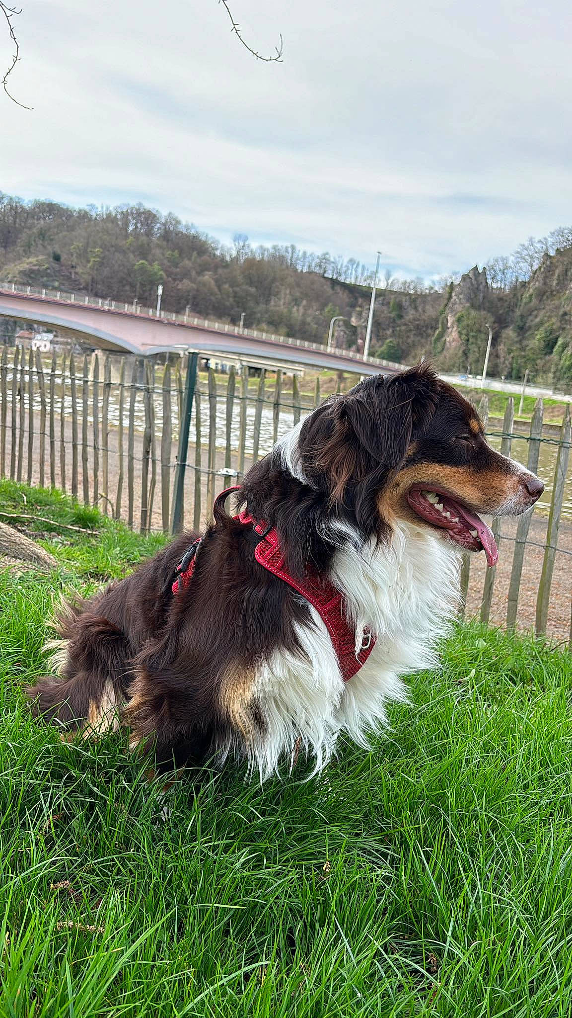 Choco participe au concours pour gagner de l'argent avec cette photo : canidae, carnivore, cloud, collar, companion_dog, dog, dog_breed, dog_collar, dog_supply, fashion_accessory, fence, grass, herding_dog, leash, plant, rough_collie, sky, sporting_group, tree, working_animal