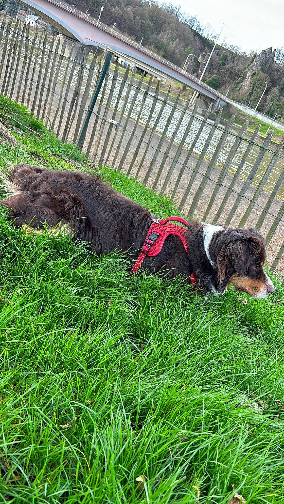 Choco a rejoint le concours — aidez-le/la à gagner de superbes lots ! canidae, carnivore, collar, companion_dog, dog, dog_breed, fence, grass, grass_family, grassland, groundcover, lawn, leash, pasture, plant, sporting_group, tail, terrestrial_animal, tree, working_animal