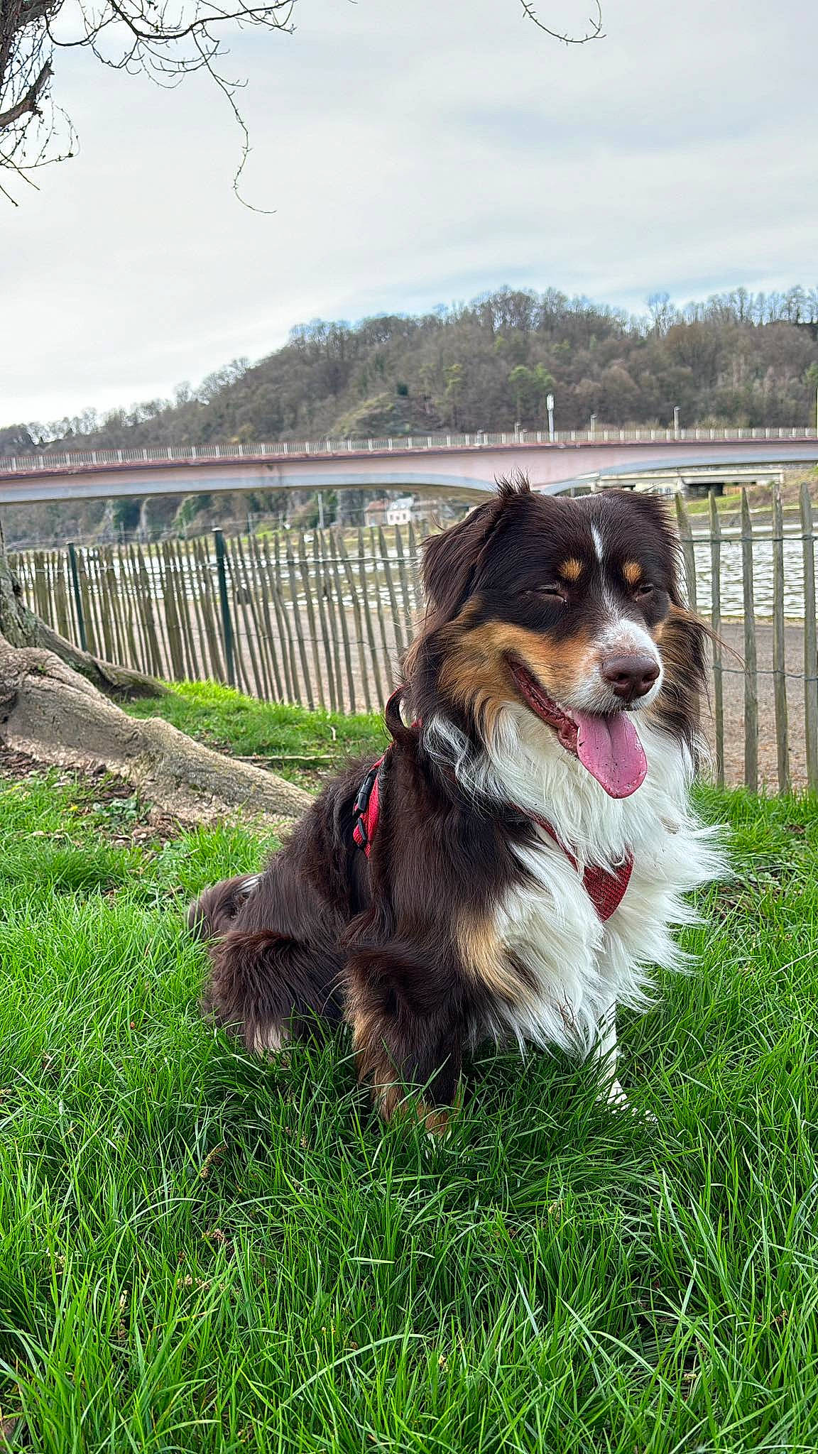 Choco participe au concours pour gagner de l'argent avec cette photo : canidae, carnivore, cloud, collar, companion_dog, dog, dog_breed, fence, fur, grass, grassland, herding_dog, king_charles_spaniel, plant, sky, sporting_group, toy_dog, tree, whiskers, working_dog