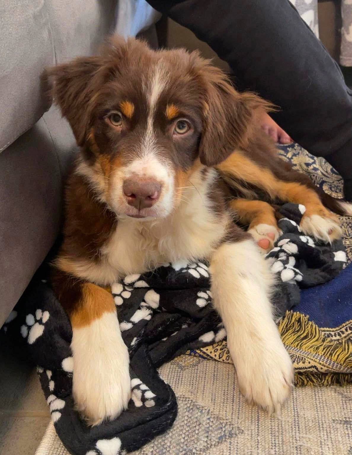 Choco participe au concours pour gagner de l'argent avec cette photo : australian_collie, bored, canidae, carnivore, companion_dog, dog, dog_breed, fur, gun_dog, herding_dog, snout, sporting_group, terrestrial_animal, whiskers, working_animal, working_dog