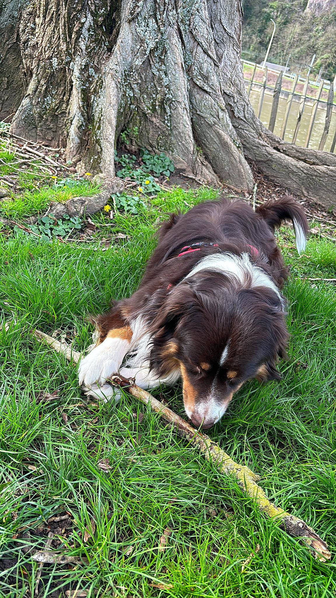 Choco participe au concours pour gagner de l'argent avec cette photo : canidae, carnivore, companion_dog, dog, dog_breed, grass, groundcover, hound, hunting_dog, liver, natural_landscape, plant, scent_hound, sporting_group, tail, terrestrial_animal, tree, trunk, working_dog