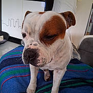 Rocky a rejoint le concours — aidez-le/la à gagner de superbes lots ! dog, pet, indoor, brown, white, blanket, striped, floor, furniture, calm, close_up, canine, animal, household, portrait, companion, domestic, mammal, cute, relaxed
