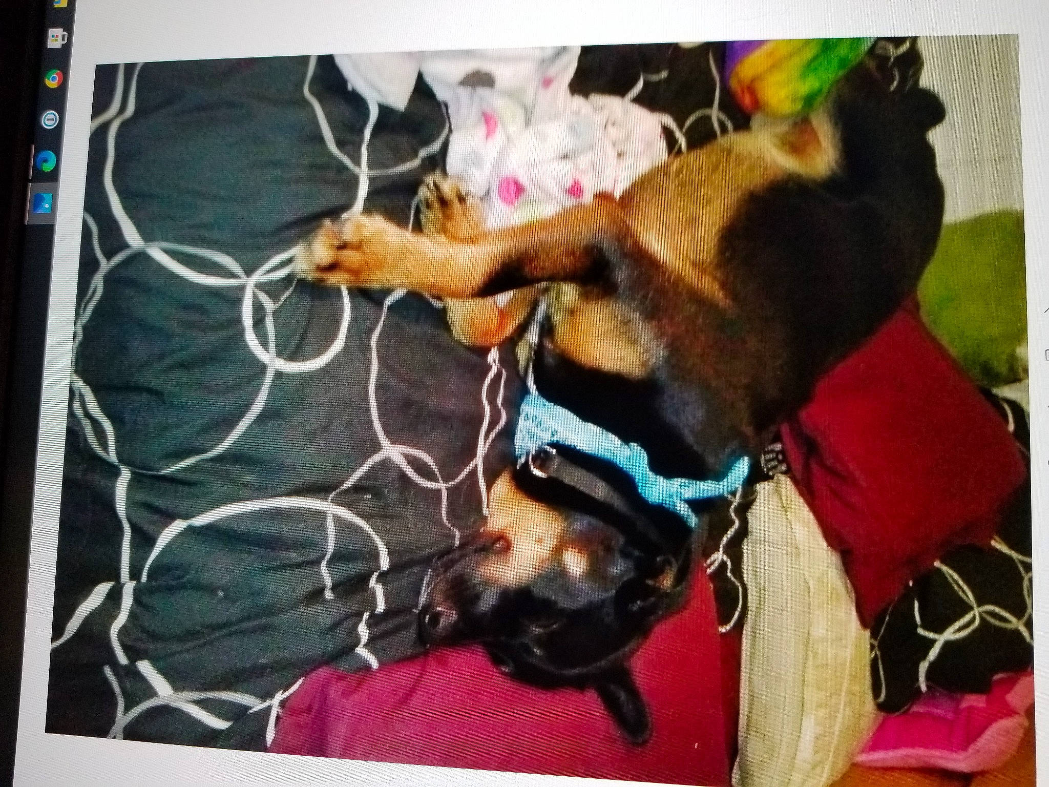 Phoenix is registered to the contest to win money with this photo: carnivore, collar, comfort, companion_dog, dog, dog_breed, dog_collar, dog_supply, ear, electronic_device, eyewear, fawn, leash, liver, output_device, pet_supply, photograph, rectangle, snapshot, working_animal