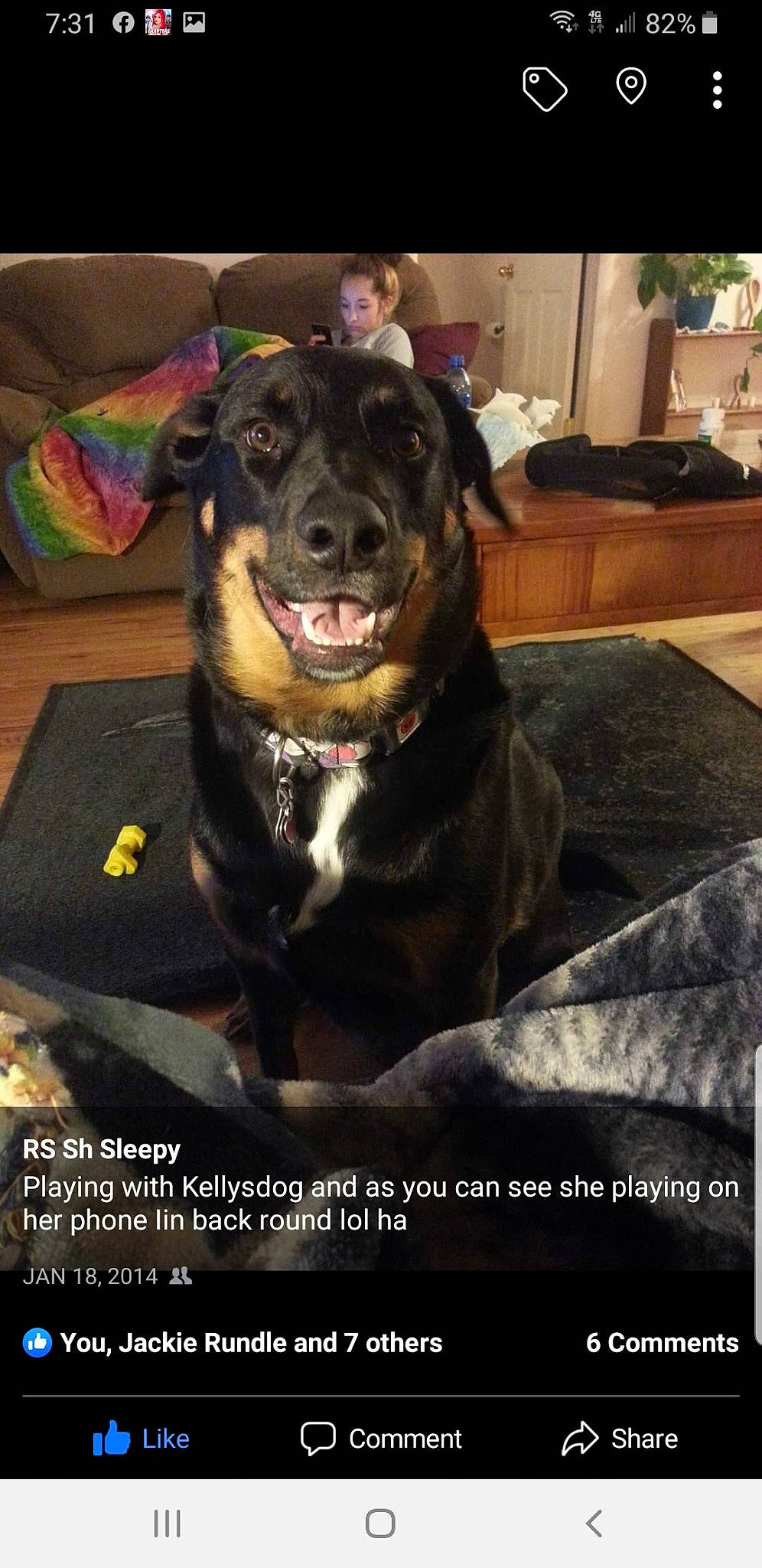 Phoenix joined the competition — help win amazing prizes! canidae, carnivore, collar, companion_dog, couch, dog, dog_breed, dog_collar, dog_supply, fang, fawn, font, houseplant, leash, photo_caption, retriever, snout, sporting_group, whiskers, working_animal