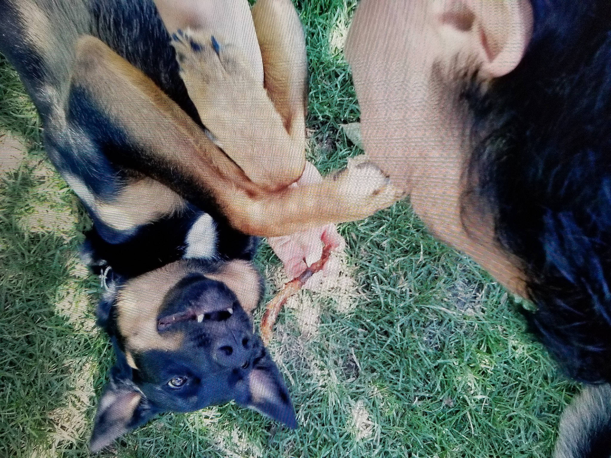 Phoenix is registered to the contest to win money with this photo: canidae, carnivore, dog_breed, domestic_pig, fawn, fur, grass, herbaceous_plant, human_leg, livestock, mammal, pasture, people_in_nature, snout, sporting_group, suidae, terrestrial_animal, vertebrate, wildlife, working_animal