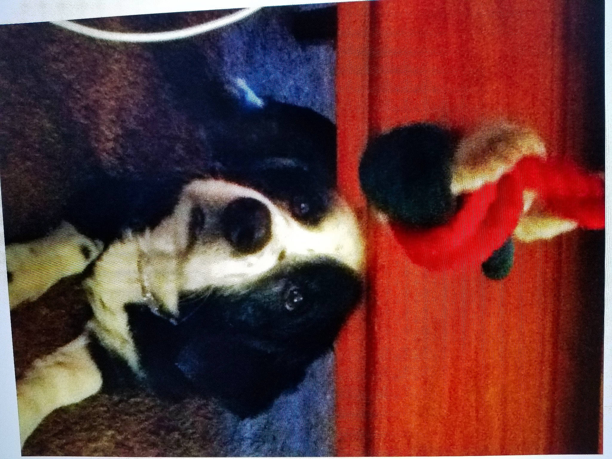 Sierramist joined the competition — help win amazing prizes! art, carmine, carnivore, companion_dog, dog, dog_breed, fawn, fur, mammal, painting, panda, pattern, rectangle, snout, square, terrestrial_animal, tints_and_shades, vertebrate, visual_arts, working_animal