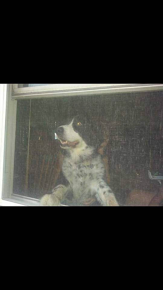 Jersey joined the competition — help win amazing prizes! art, canidae, carnivore, cloud, companion_dog, dog, dog_breed, felidae, fur, painting, paw, sky, small_to_medium_sized_cats, snout, sporting_group, tail, tints_and_shades, whiskers, window, wood