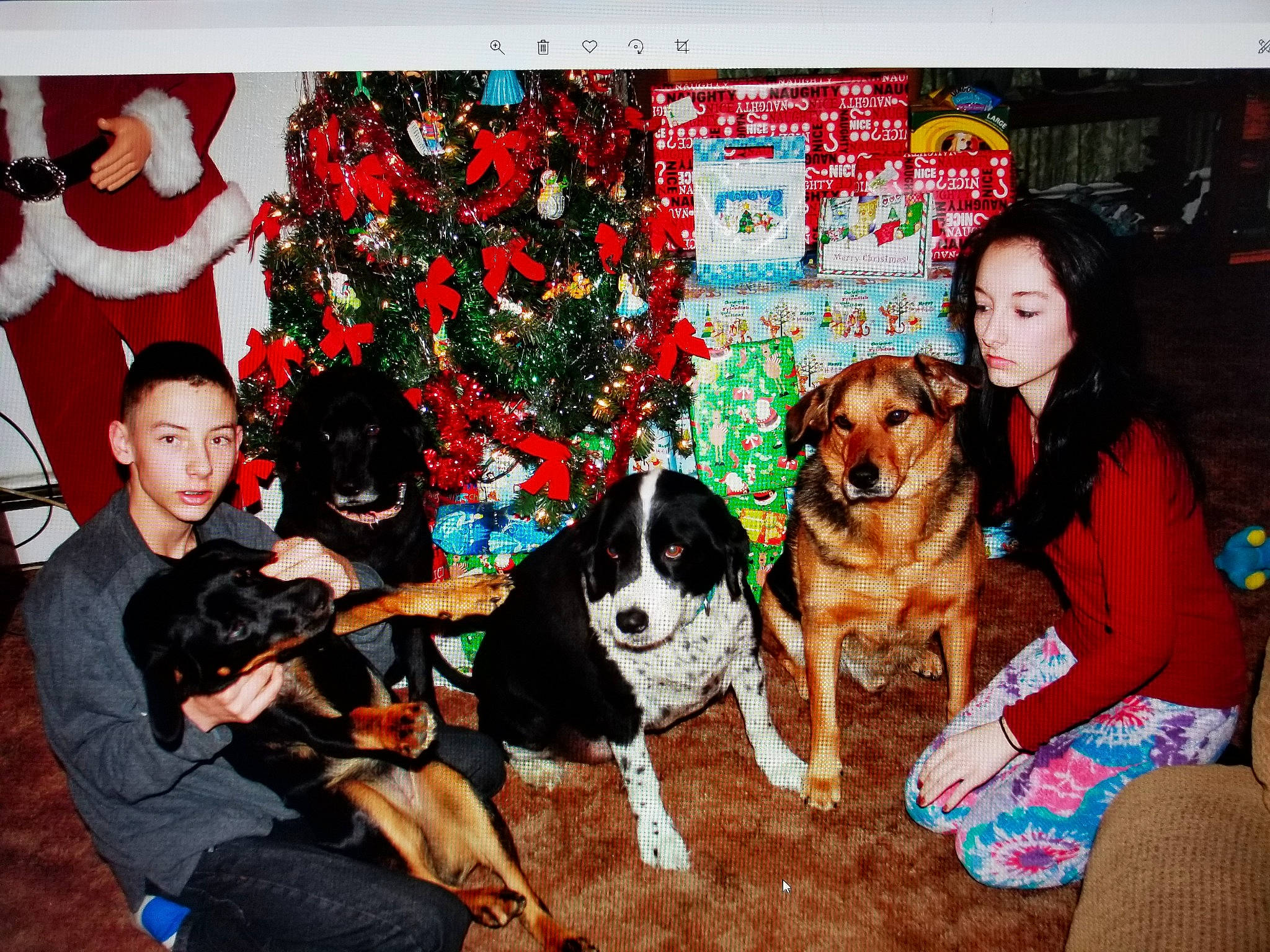 Jersey joined the competition — help win amazing prizes! canidae, carnivore, christmas, christmas_decoration, christmas_eve, christmas_tree, comfort, companion_dog, couch, dog, dog_breed, event, fawn, holiday, lap, leisure, living_room, room, sharing, sporting_group