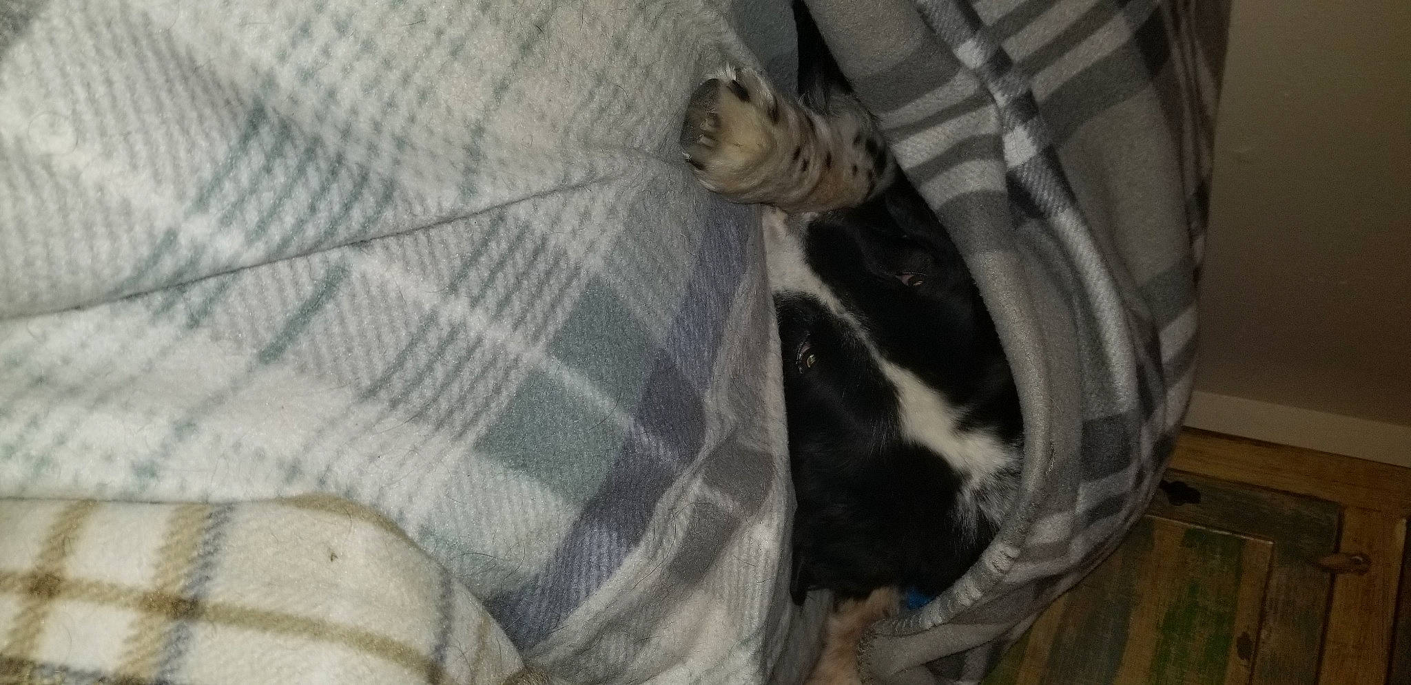 Jersey is registered to the contest to win money with this photo: animal_shelter, carnivore, comfort, companion_dog, dog, dog_breed, fawn, felidae, flooring, fur, grey, linens, pattern, plaid, small_to_medium_sized_cats, snout, tail, terrestrial_animal, whiskers, wood