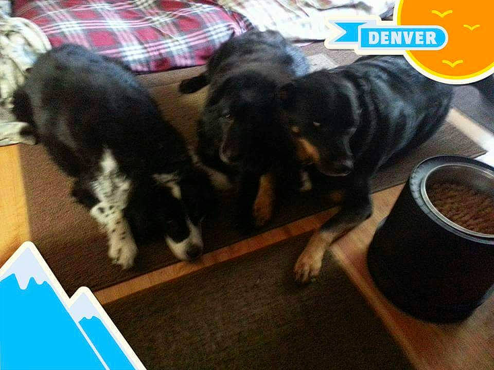 Jersey is registered to the contest to win money with this photo: canidae, carnivore, comfort, companion_dog, dog, dog_breed, dog_supply, flooring, fur, hardwood, liver, pet_food, pet_supply, plaid, sporting_group, tail, tartan, terrestrial_animal, toy_dog, working_animal