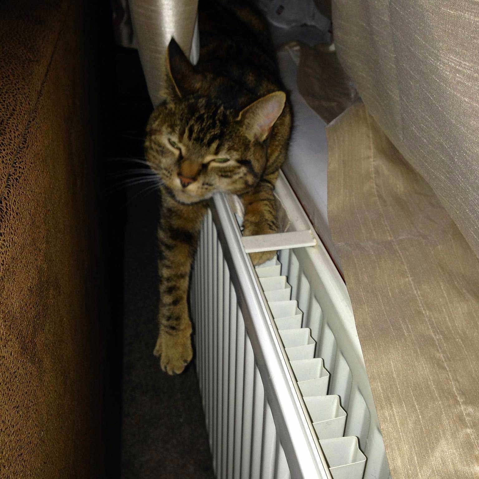 Tabby Cat joined the competition — help win amazing prizes!