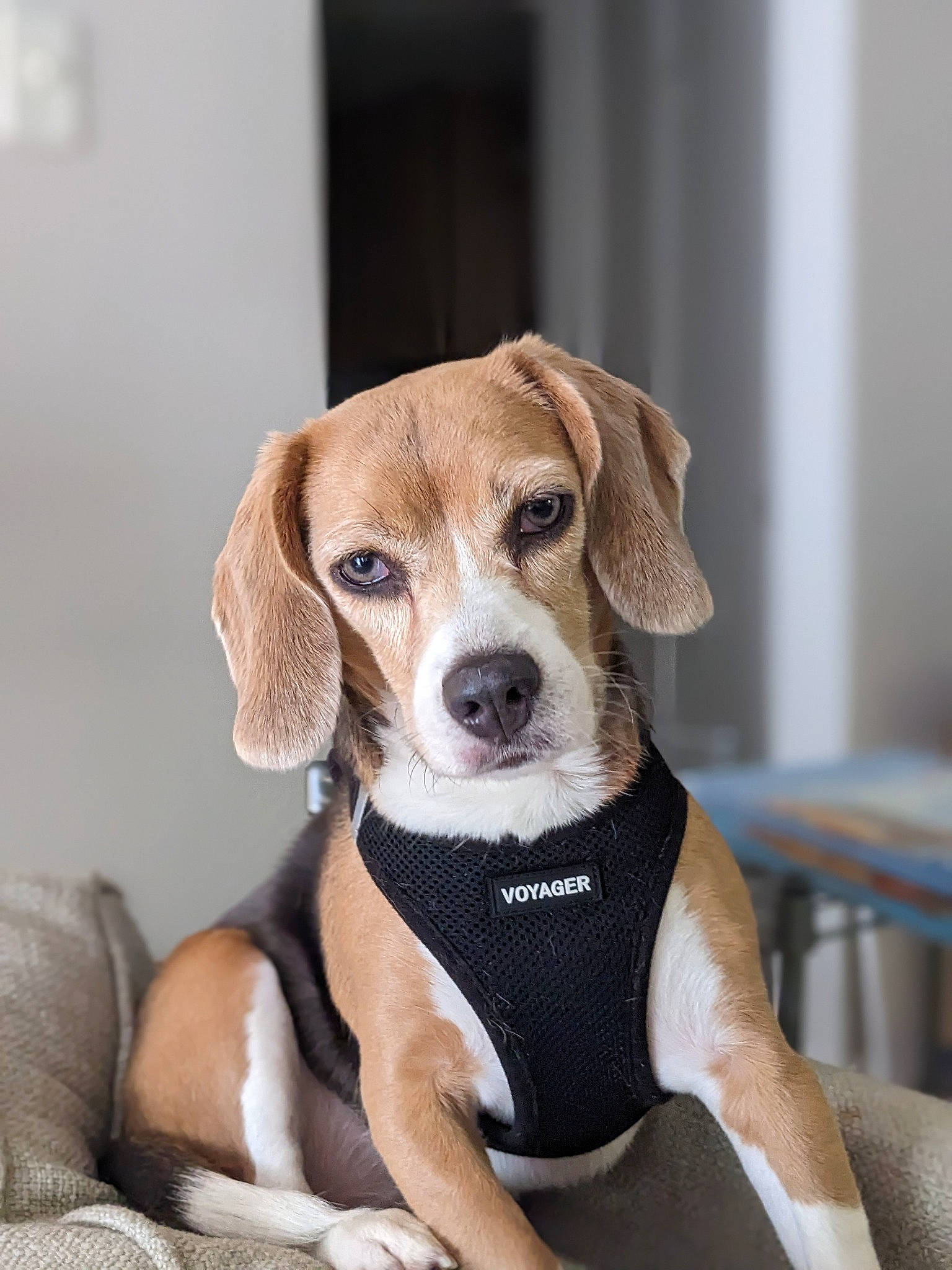 Blueberry joined the competition — help win amazing prizes! canidae, carnivore, collar, companion_dog, dog, dog_breed, dog_supply, fawn, hound, hunting_dog, liver, pet_supply, scent_hound, snout, sporting_group, terrestrial_animal, whiskers, working_animal