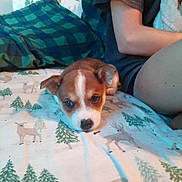 Tucker is registered to the contest to win money with this photo: animal, bed, blanket, blue, casual_clothing, cozy, cute, dog, fabric, face, green, indoor, pattern, person, pet, puppy, relaxation, resting, sitting, young_dog