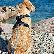 Vanille participe au concours pour gagner de l'argent avec cette photo : golden_retriever, dog, pet, shoreline, harbor, water, boats, ocean, seaside, rocks, pebbles, harness, leash, outdoors, landscape, sunny, blue_sky, sitting, back_view, coastal_scene