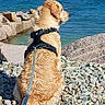golden_retriever, dog, pet, shoreline, harbor, water, boats, ocean, seaside, rocks, pebbles, harness, leash, outdoors, landscape, sunny, blue_sky, sitting, back_view, coastal_scene
