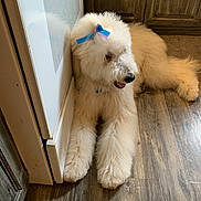 Sugar joined the competition — help win amazing prizes! dog, white_dog, bow, fluffy, indoor, wooden_floor, appliance, cabinet, pet, animal, canine, relaxed, panting, fur, cute, domestic, companion, household, resting, floor