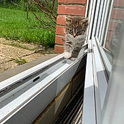 Lyra a rejoint le concours — aidez-le/la à gagner de superbes lots ! animal, brick_wall, cat, closeup, curious, cute, daytime, exploring, feline, grass, greenery, kitten, nature, outdoor, pet, small, sunlight, walking, windowsill, young