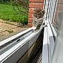 animal, brick_wall, cat, closeup, curious, cute, daytime, exploring, feline, grass, greenery, kitten, nature, outdoor, pet, small, sunlight, walking, windowsill, young