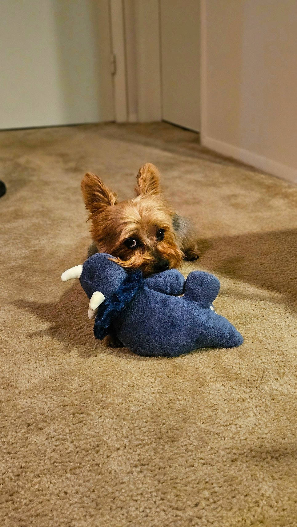 Buck is registered to the contest to win money with this photo: carnivore, comfort, companion_dog, dog, dog_breed, dog_supply, electric_blue, fawn, flooring, fur, liver, pet_supply, small_terrier, snout, sporting_group, tail, toy_dog, whiskers, wood, working_animal