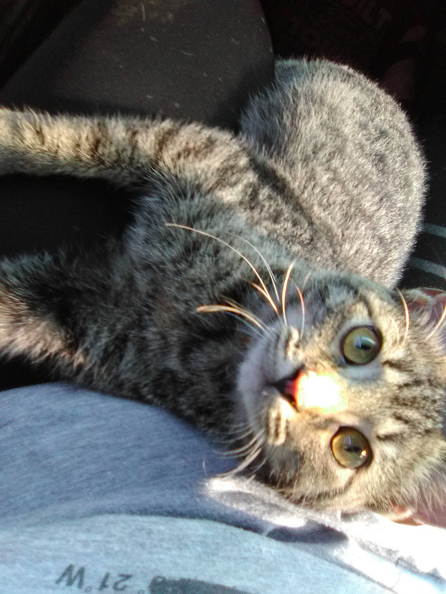 Kitty is registered to the contest to win money with this photo: carnivore, cat, claw, close_up, comfort, domestic_short_haired_cat, eye, felidae, fur, grey, paw, small_to_medium_sized_cats, snout, tail, terrestrial_animal, whiskers, wildlife