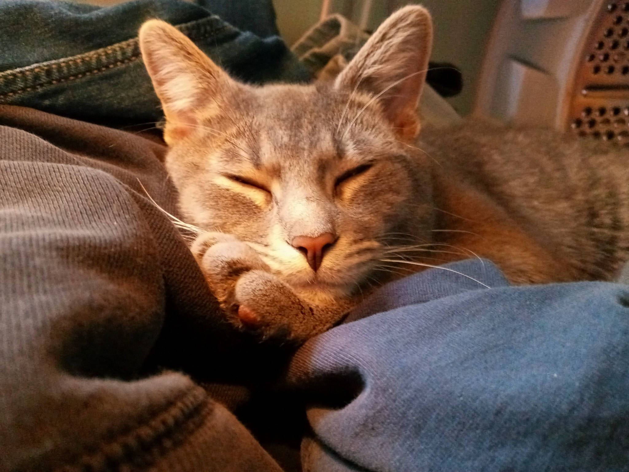 Cedric is registered to the contest to win money with this photo: canidae, carnivore, cat, claw, comfort, domestic_short_haired_cat, ear, fawn, felidae, fur, lap, linens, nap, paw, sitting, small_to_medium_sized_cats, snout, tail, whiskers, wildlife