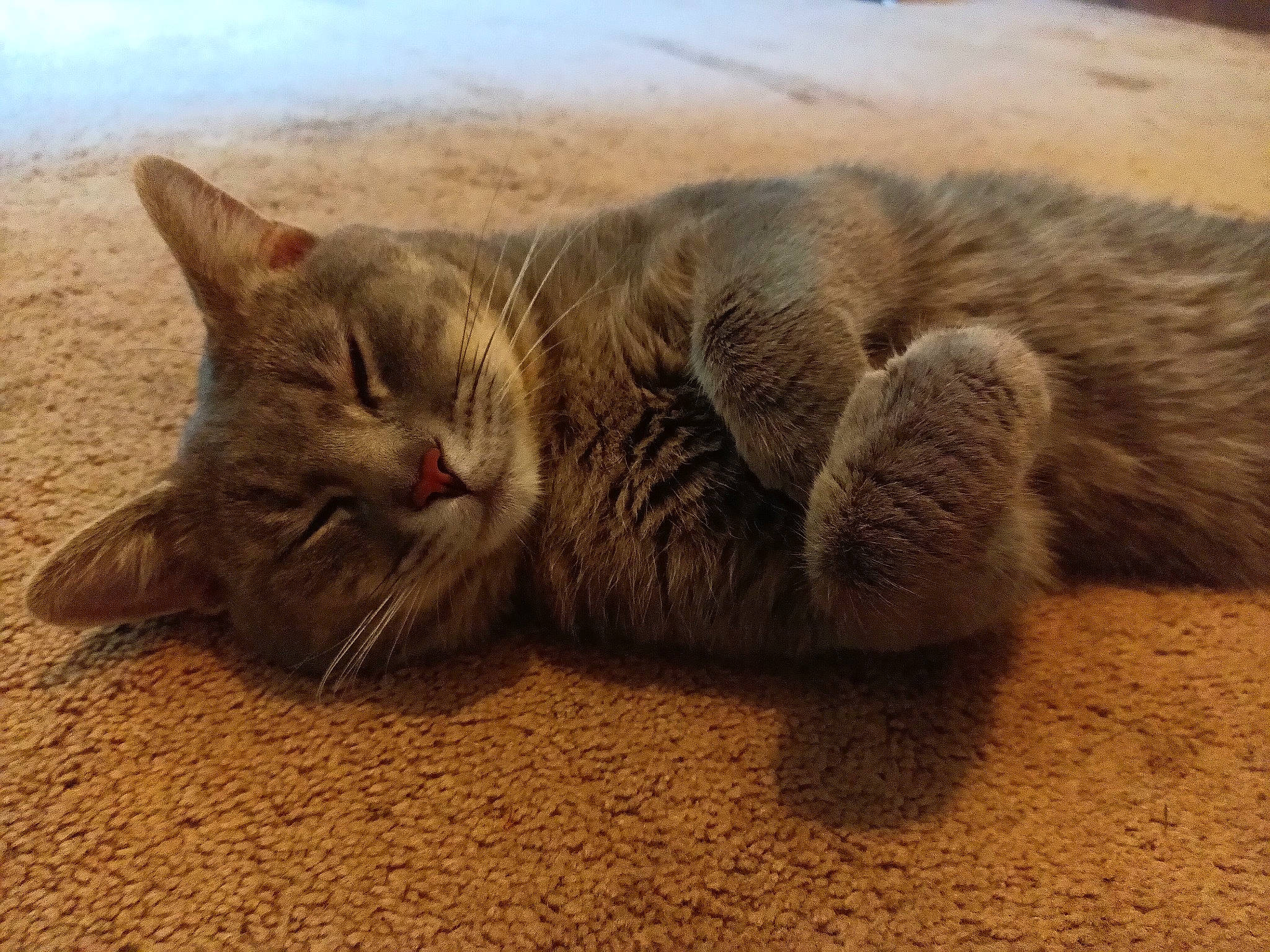 Cedric joined the competition — help win amazing prizes! carnivore, cat, claw, comfort, domestic_short_haired_cat, fawn, felidae, flooring, fur, grey, nap, paw, sand, small_to_medium_sized_cats, snout, tail, terrestrial_animal, whiskers, wildlife, wood