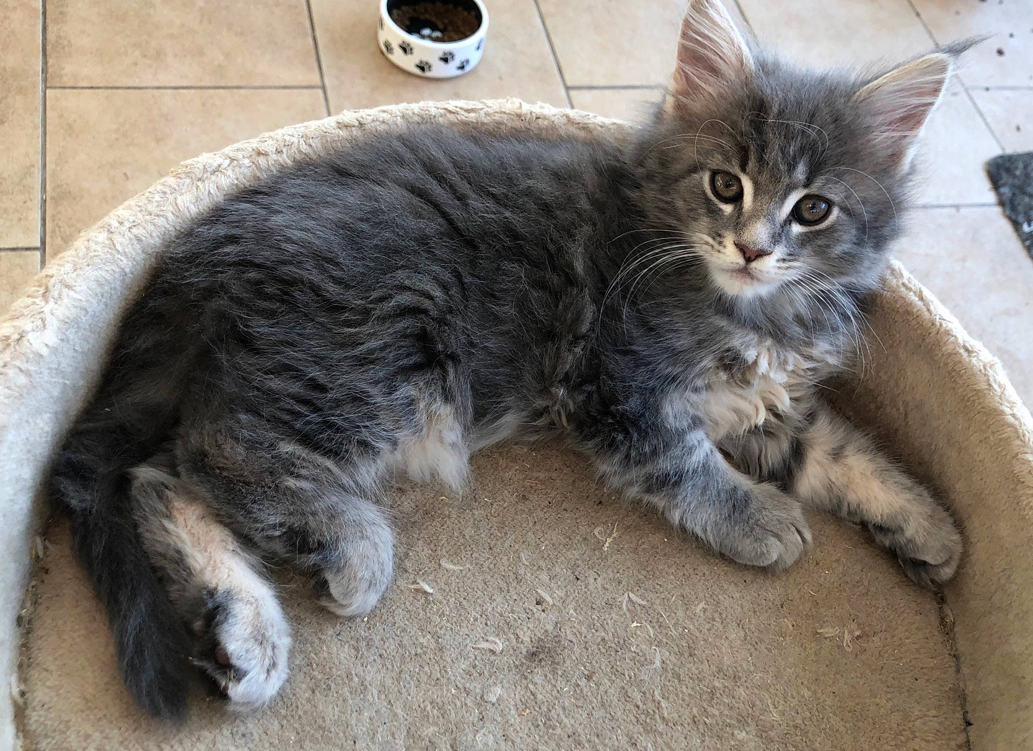 Kylo Moon joined the competition — help win amazing prizes! asian_semi_longhair, british_semi_longhair, carnivore, cat, cymric, domestic_long_haired_cat, domestic_short_haired_cat, european_shorthair, felidae, kitten, maine_coon, mammal, norwegian_forest_cat, polydactyl_cat, ragamuffin, siberian, small_to_medium_sized_cats, tabby_cat, vertebrate, whiskers