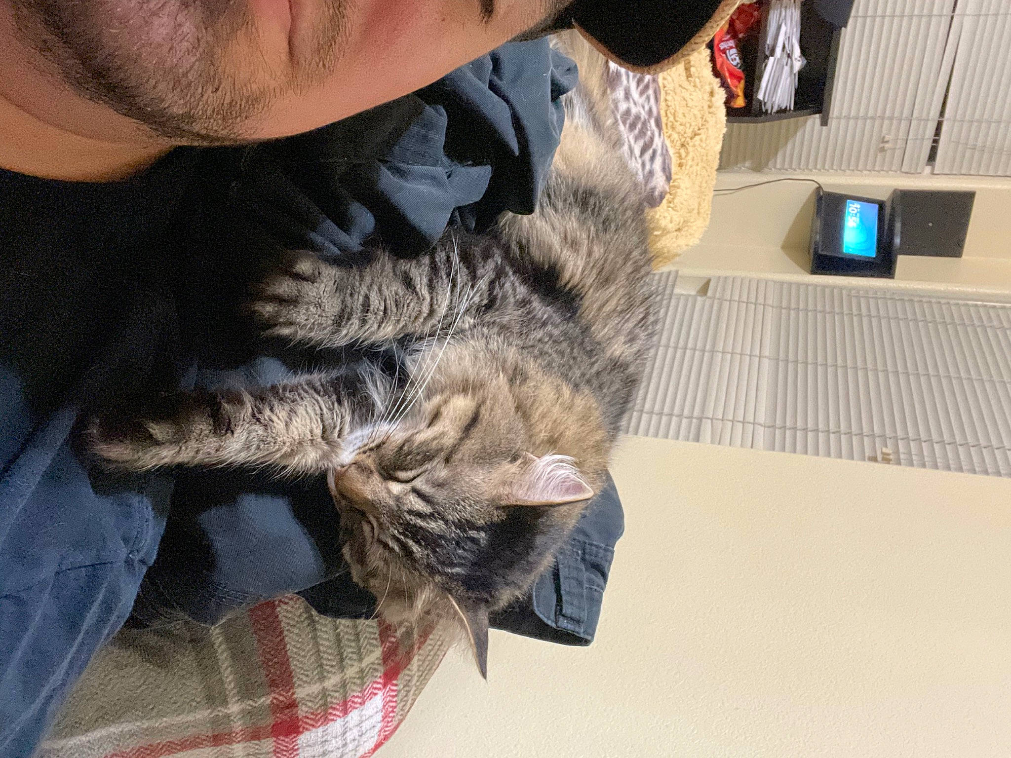 Lily joined the competition — help win amazing prizes! beard, canidae, carnivore, cat, comfort, domestic_short_haired_cat, felidae, flooring, fur, gesture, grey, lap, military_camouflage, plaid, small_to_medium_sized_cats, snout, sporting_group, tail, tartan, whiskers