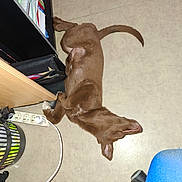 Simone a rejoint le concours — aidez-le/la à gagner de superbes lots ! animal, bag, brown, chair_wheel, cord, cute, desk, dog, floor, indoor, lying_down, office, papers, paw, pet, power_strip, puppy, relaxed, tail, young