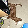 animal, bag, brown, chair_wheel, cord, cute, desk, dog, floor, indoor, lying_down, office, papers, paw, pet, power_strip, puppy, relaxed, tail, young