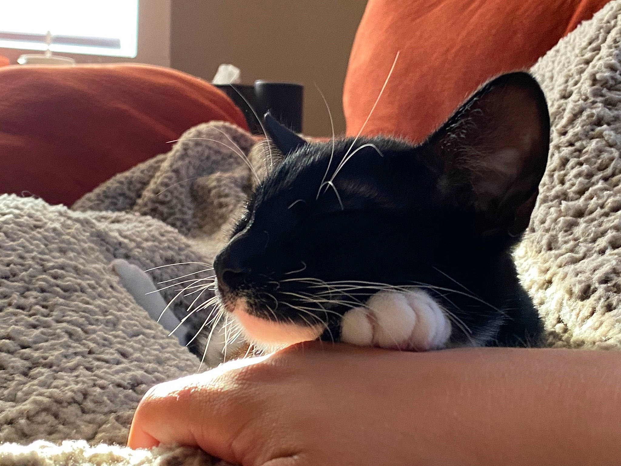Luna Patterson is registered to the contest to win money with this photo: black_cat, carnivore, cat, claw, comfort, domestic_short_haired_cat, felidae, finger, foot, fur, gesture, human_leg, linens, nail, nap, paw, small_to_medium_sized_cats, snout, tail, whiskers