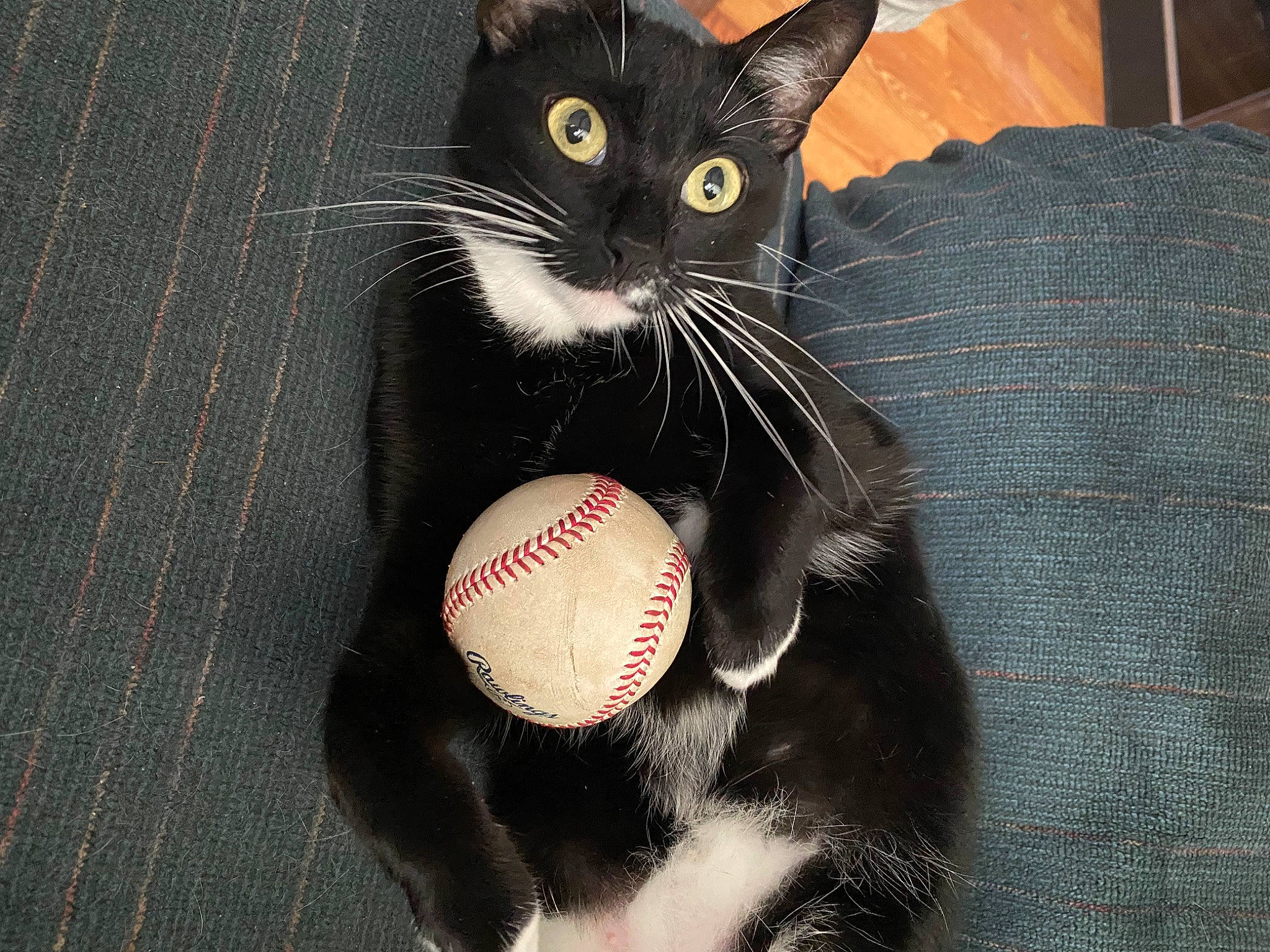 Luna Patterson is registered to the contest to win money with this photo: audio_equipment, ball, black_cat, carmine, carnivore, cat, christmas_ornament, couch, domestic_short_haired_cat, fashion_accessory, felidae, football, fur, paw, personal_protective_equipment, small_to_medium_sized_cats, soccer_ball, sports_equipment, toy, whiskers