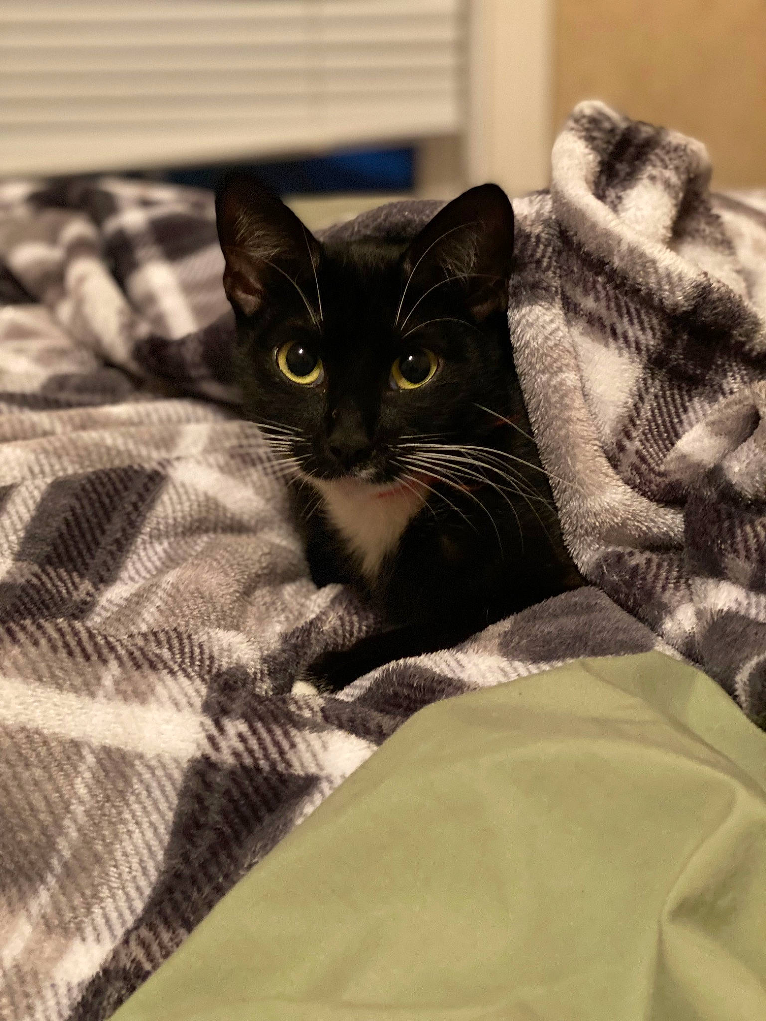 Luna Patterson joined the competition — help win amazing prizes! black_cat, carnivore, cat, comfort, domestic_short_haired_cat, felidae, fur, grey, linens, monochrome, monochrome_photography, sitting, small_to_medium_sized_cats, snout, textile, whiskers