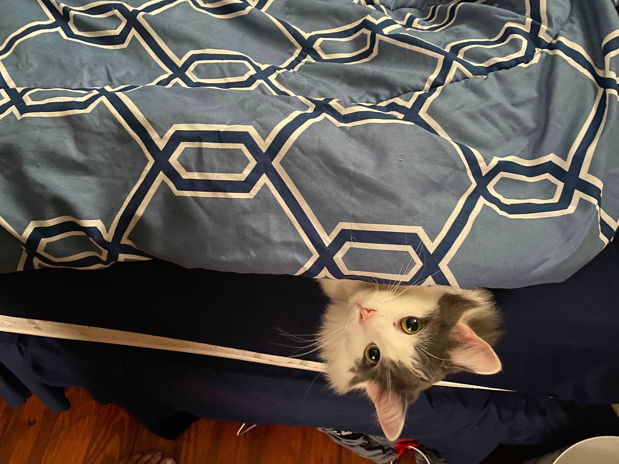 Smokey Patterson joined the competition — help win amazing prizes! black, carnivore, cat, design, felidae, flooring, font, fur, grey, light, mammal, pattern, small_to_medium_sized_cats, tail, textile, tints_and_shades, vertebrate, whiskers, white, wood