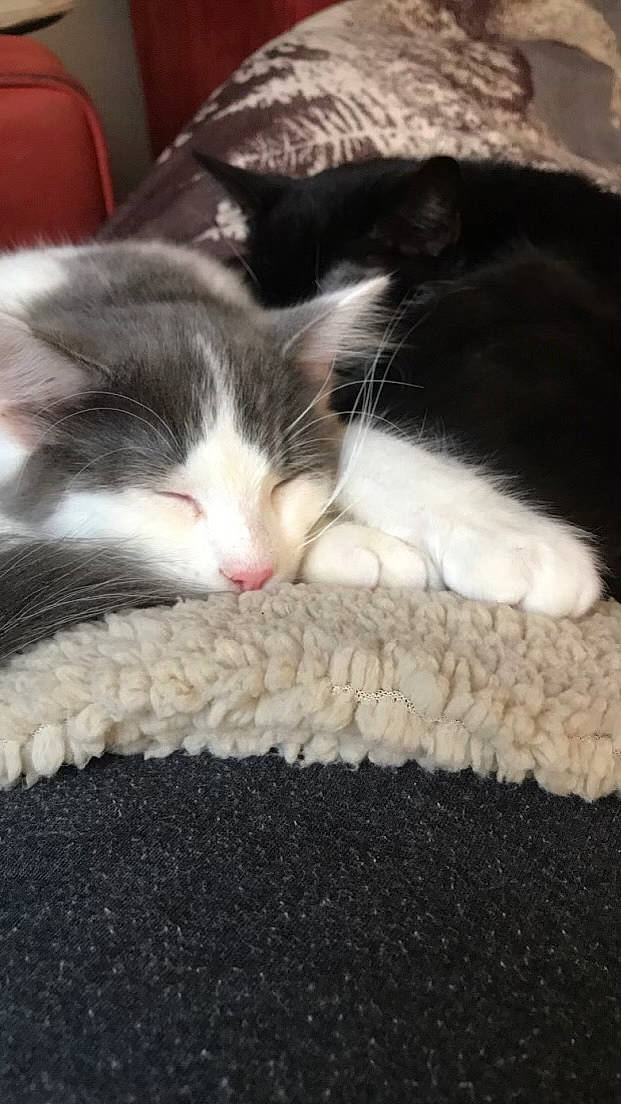 Smokey Patterson is registered to the contest to win money with this photo: carnivore, cat, claw, cloud, comfort, domestic_short_haired_cat, felidae, flooring, foot, fur, hardwood, human_leg, nap, paw, sleep, small_to_medium_sized_cats, snout, tail, whiskers, wood