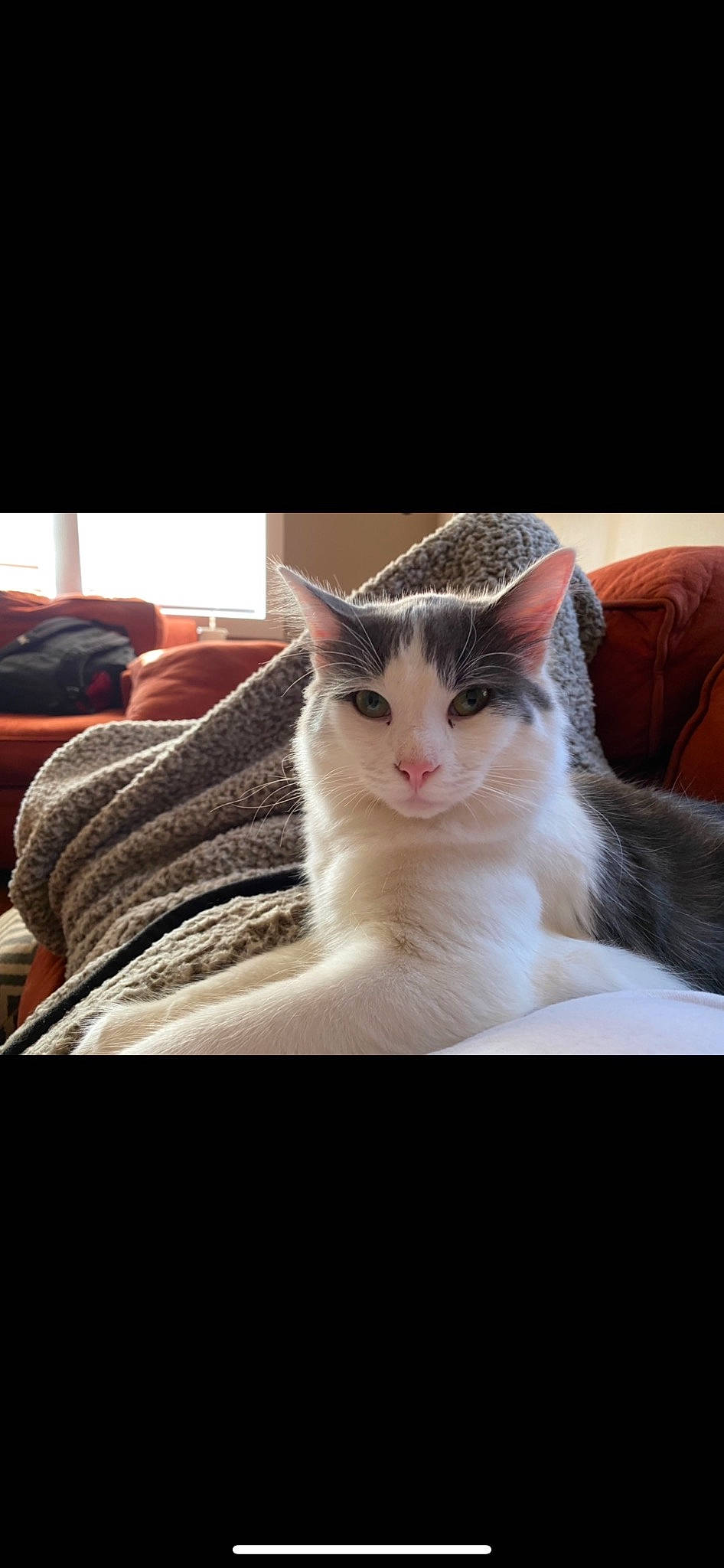 Smokey Patterson joined the competition — help win amazing prizes! carnivore, cat, comfort, domestic_short_haired_cat, ear, felidae, fur, paw, sitting, small_to_medium_sized_cats, snout, tail, whiskers, window