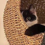 Geba a rejoint le concours — aidez-le/la à gagner de superbes lots ! cat, black_and_white, peeking, basket, woven, curious, eye, cozy, hideout, fur, pet, indoor, closeup, whiskers, tail, cute, animal, domestic, texture, playful