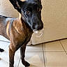 Baya a rejoint le concours — aidez-le/la à gagner de superbes lots ! dog, belgian_malinois, black_and_brown, pacifier, indoors, living_room, tile_floor, sofa, standing, large_ears, short_coat, shiny_fur, wide_eyes, pet, funny, adorable, portrait, full_body, home, animal
