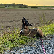 Baya a rejoint le concours — aidez-le/la à gagner de superbes lots ! dog, canine, howling, outdoors, rural, farmland, field, grass, gravel, leash, collar, sunset, golden_hour, landscape, countryside, agriculture, nature, animal, lying_down, dramatic_pose