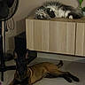 dog, cat, pets, animal, indoor, home, cabinet, floor, tile, fan, flowers, bouquet, resting, lying_down, fluffy, long_hair, black_and_brown, gray_and_white, living_space, portrait